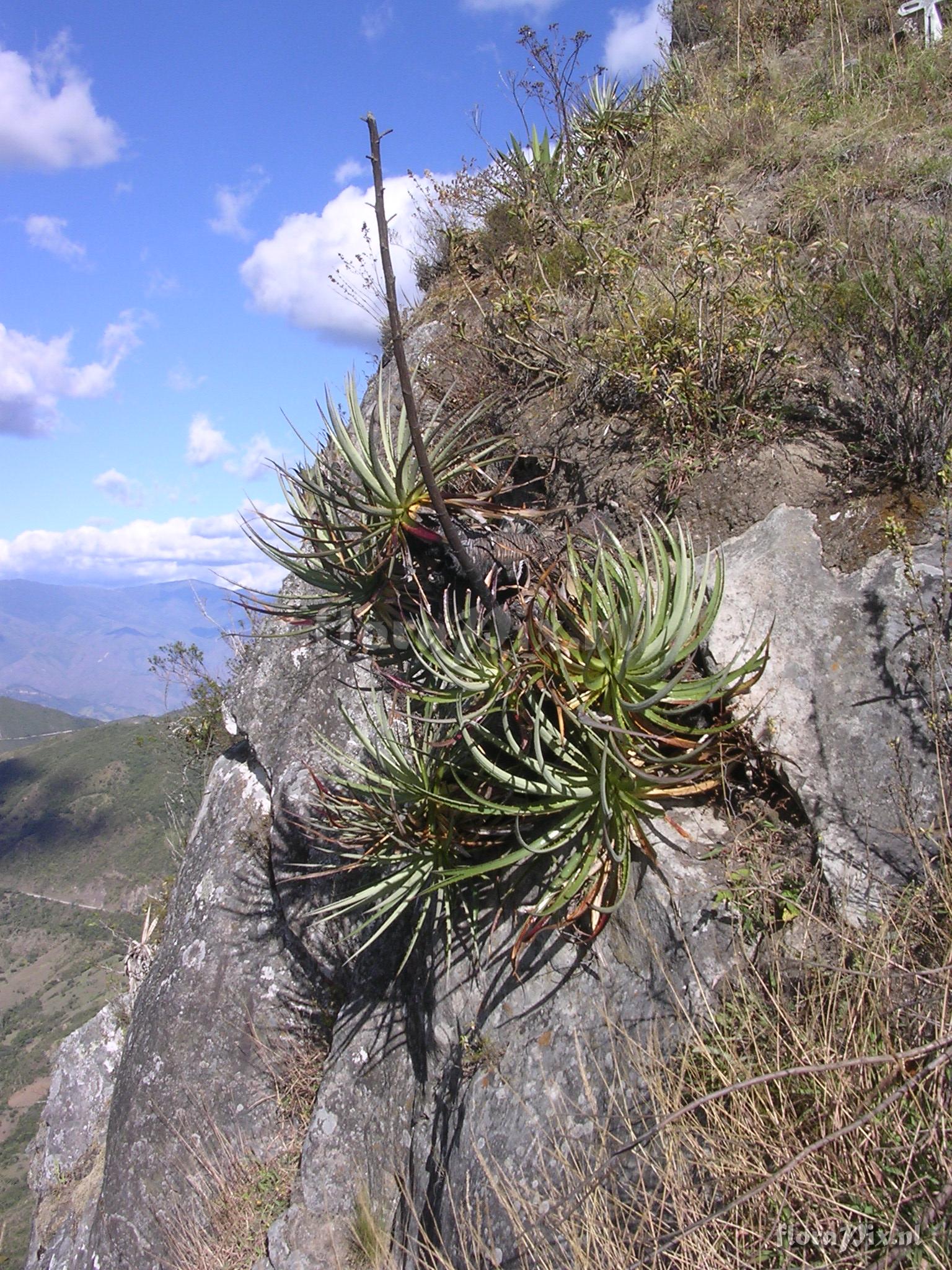 Puya cf parviflora  L.B. Sm. 