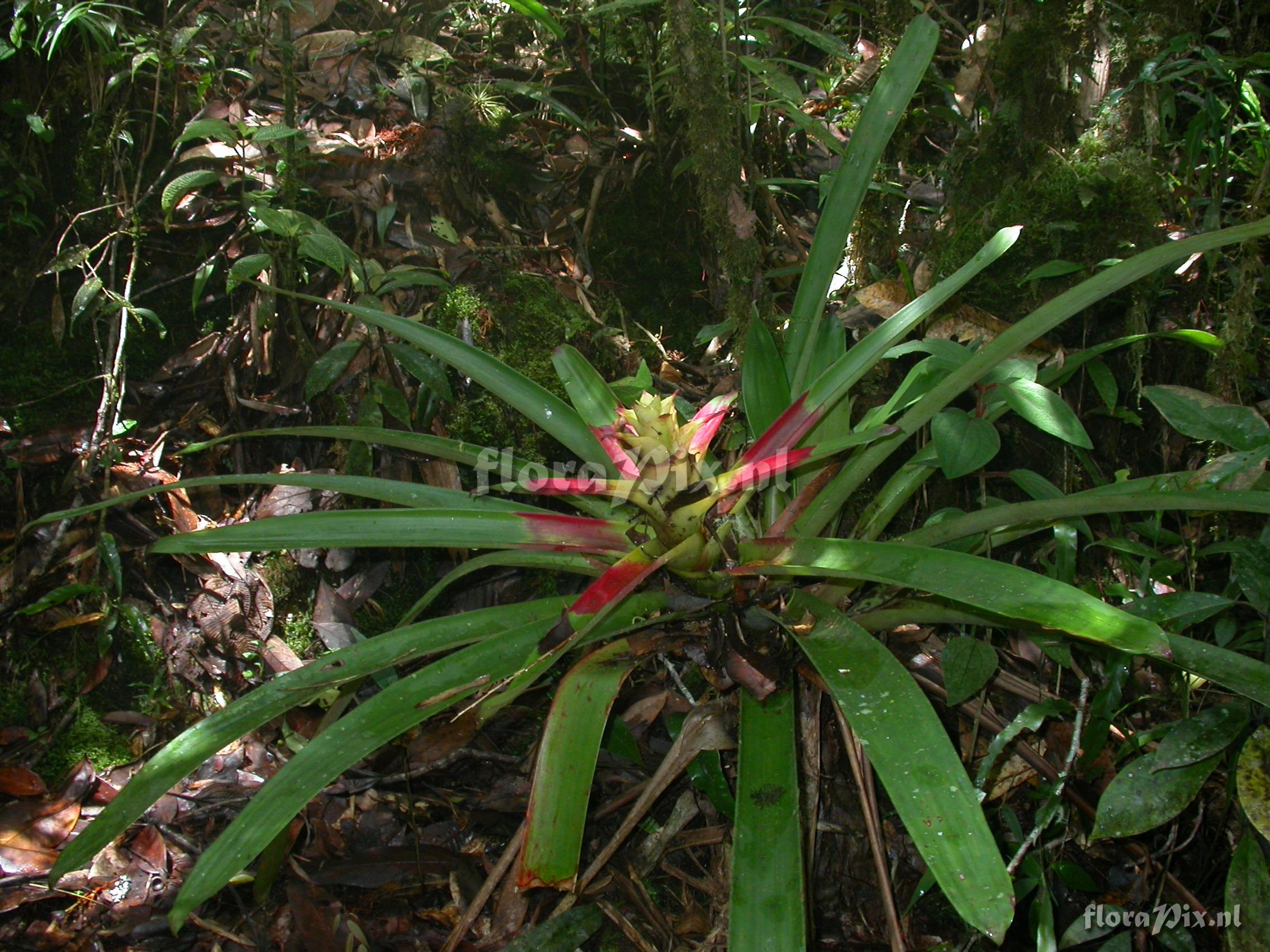 Guzmania squarrosa (Mez & Sodiro) L.B. Smith & Pittd.