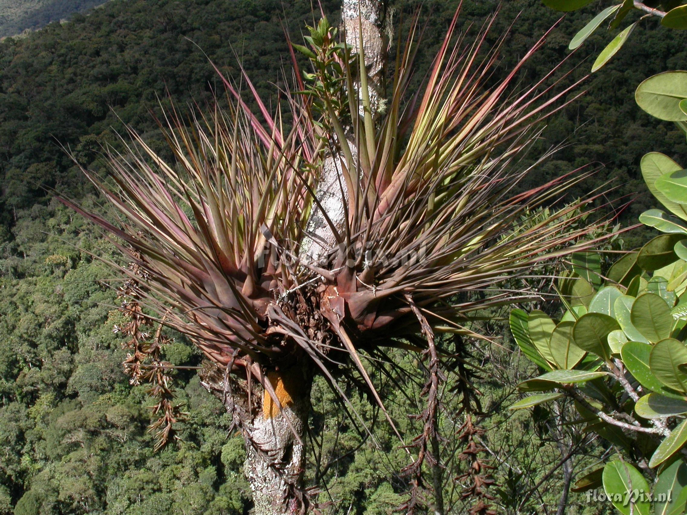 Vriesea appendiculata