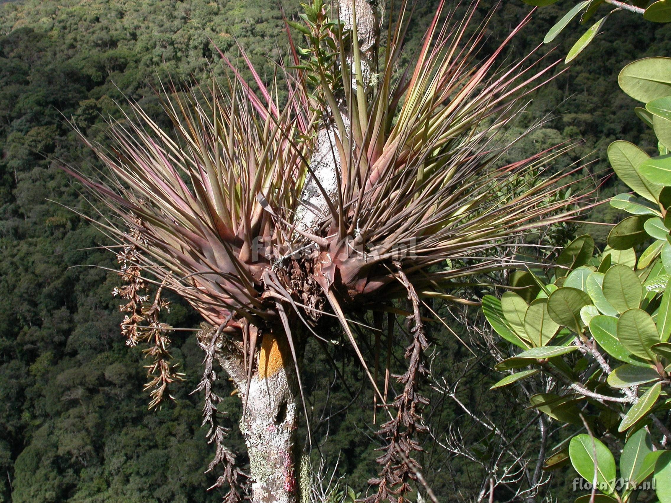 Vriesea appendiculata 