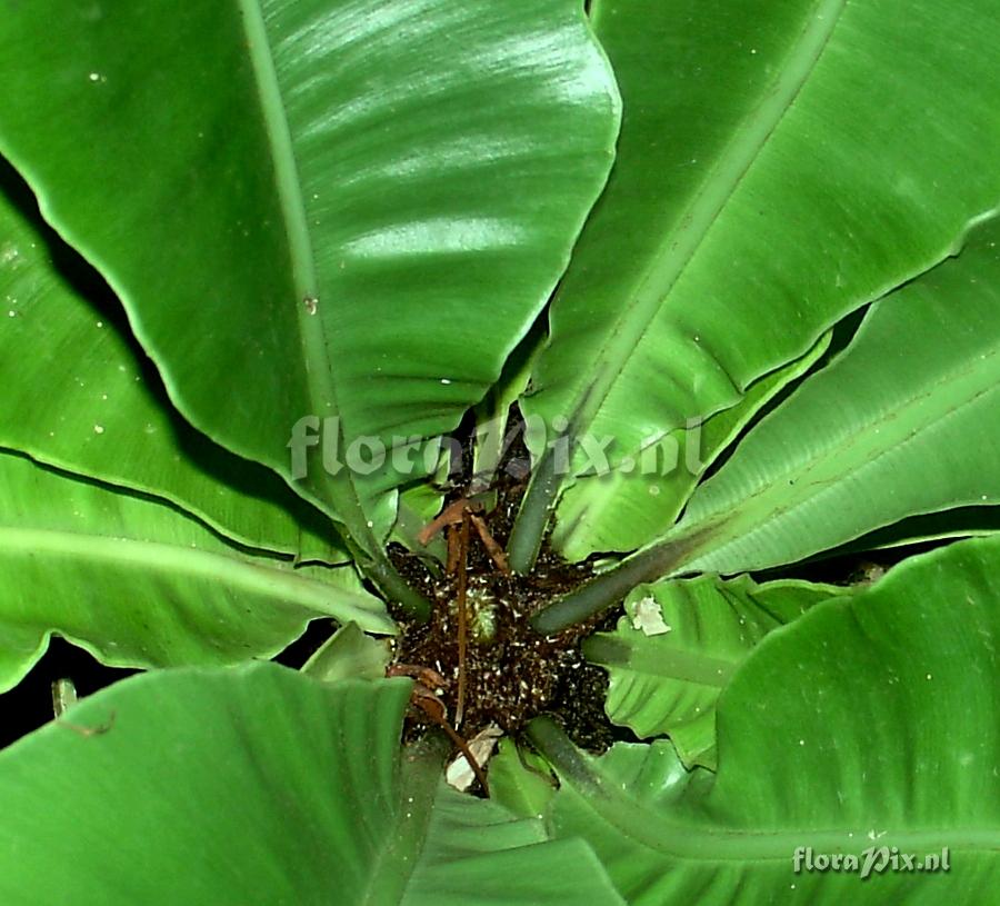 Asplenium sp. Polypodiaceae