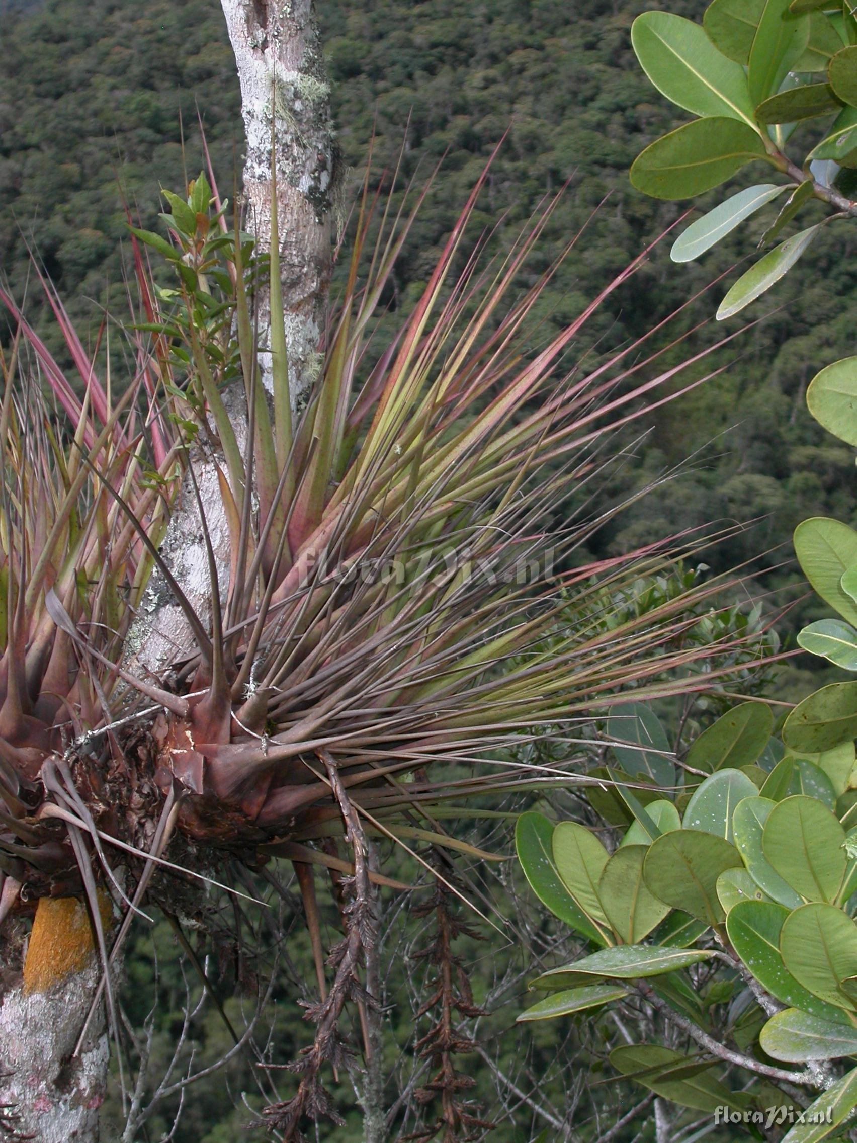 Vriesea appendiculata 