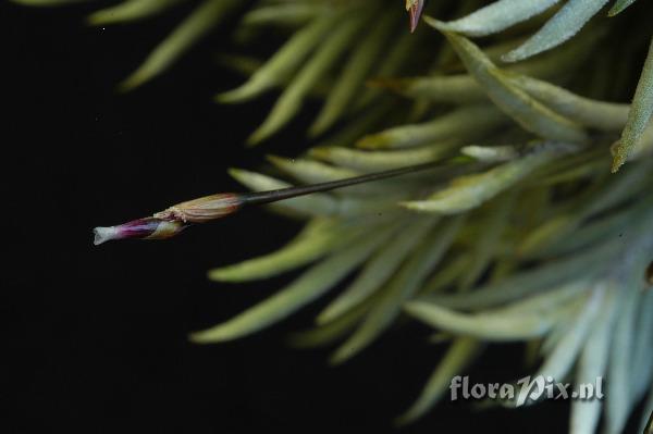 Tillandsia capillaris