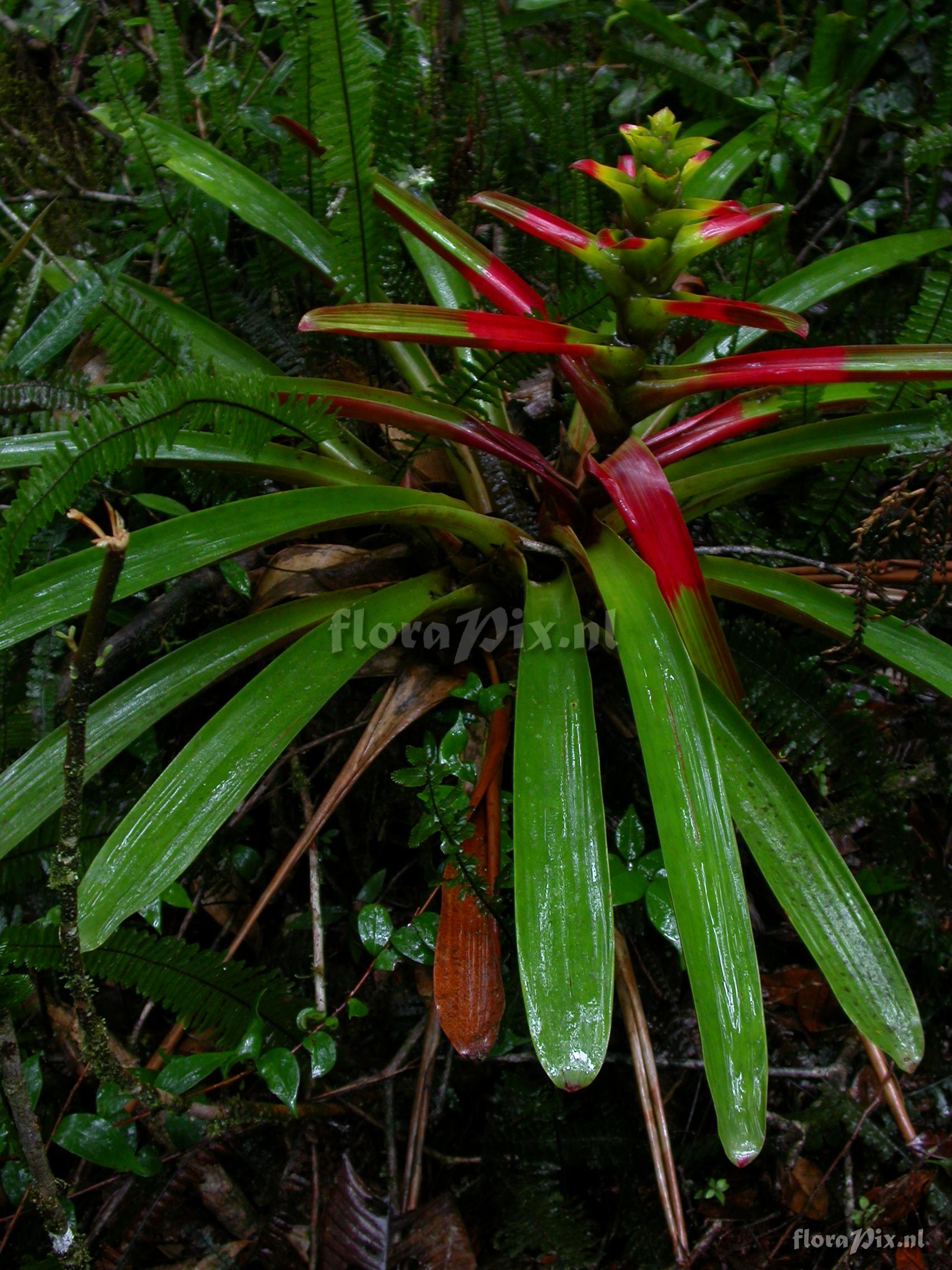 Guzmania squarrosa