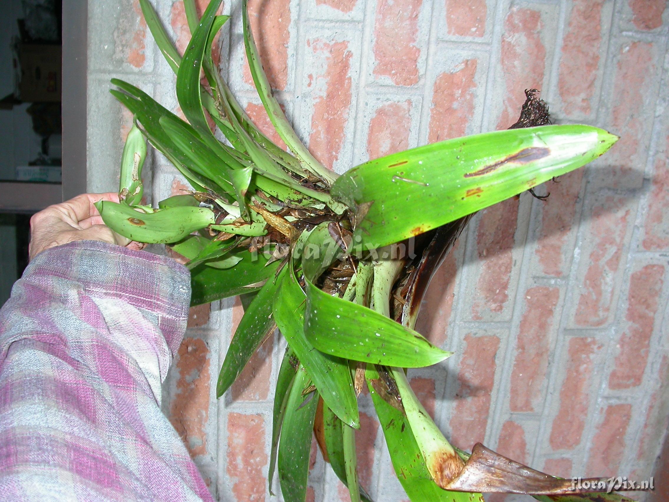 Tillandsia pyramidata Andr