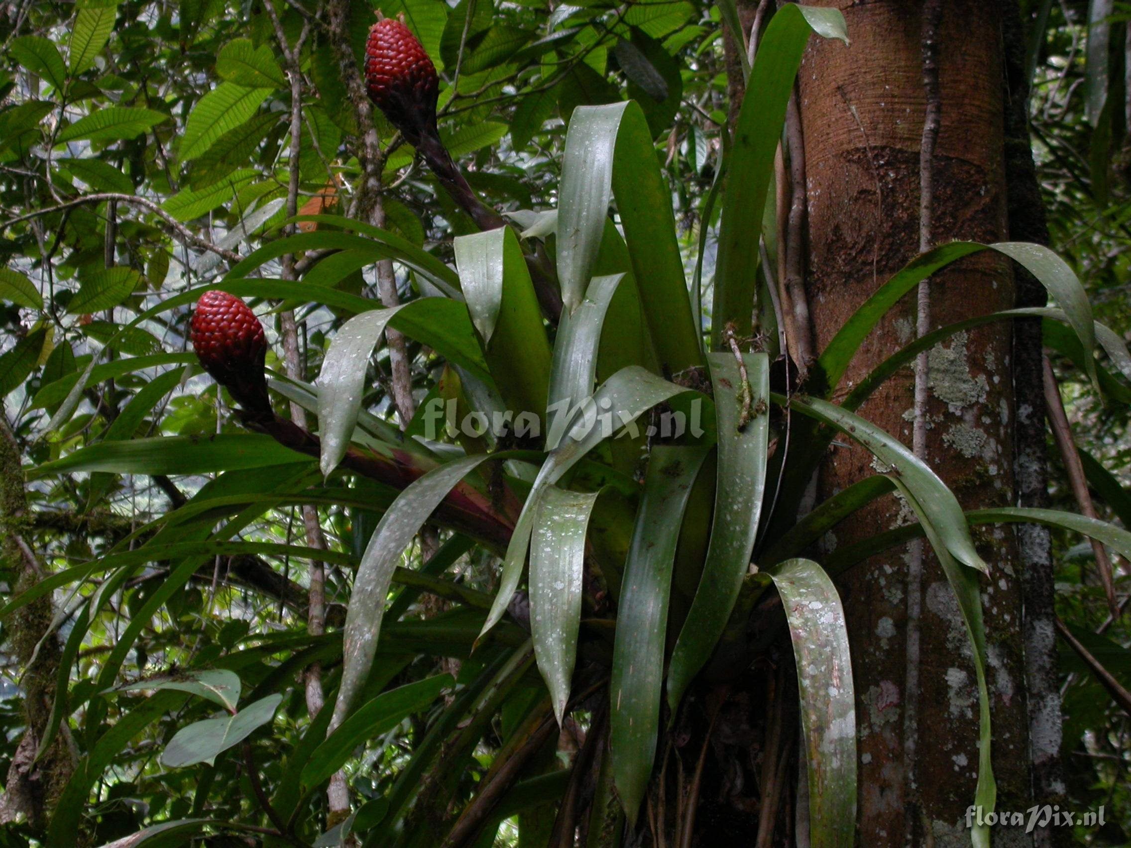 Guzmania claviformis