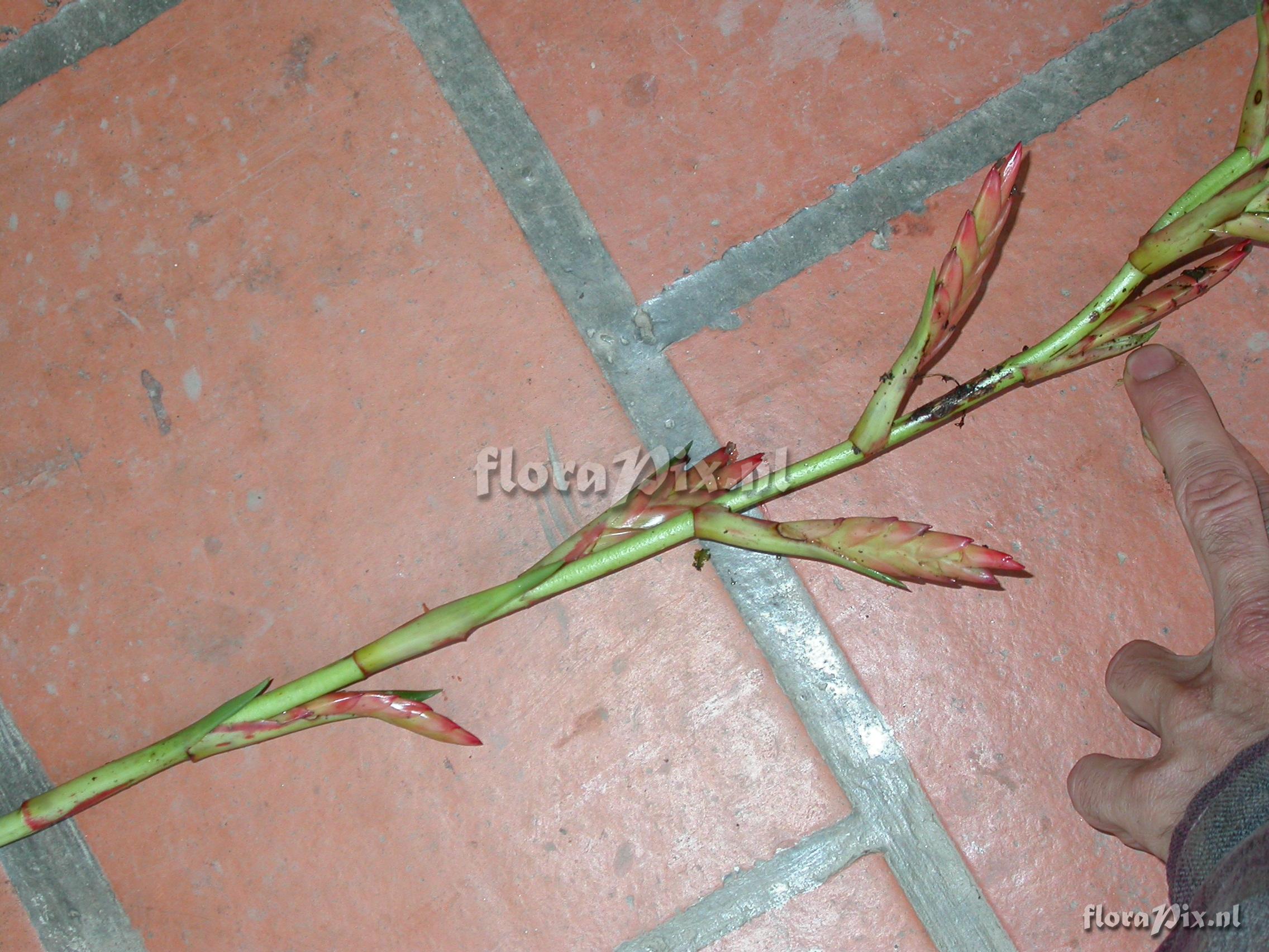 Tillandsia pyramidata Andr