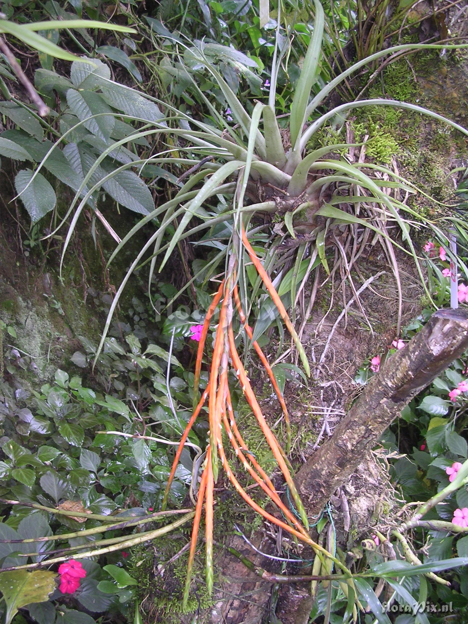 Tillandsia barthlottii Rauh