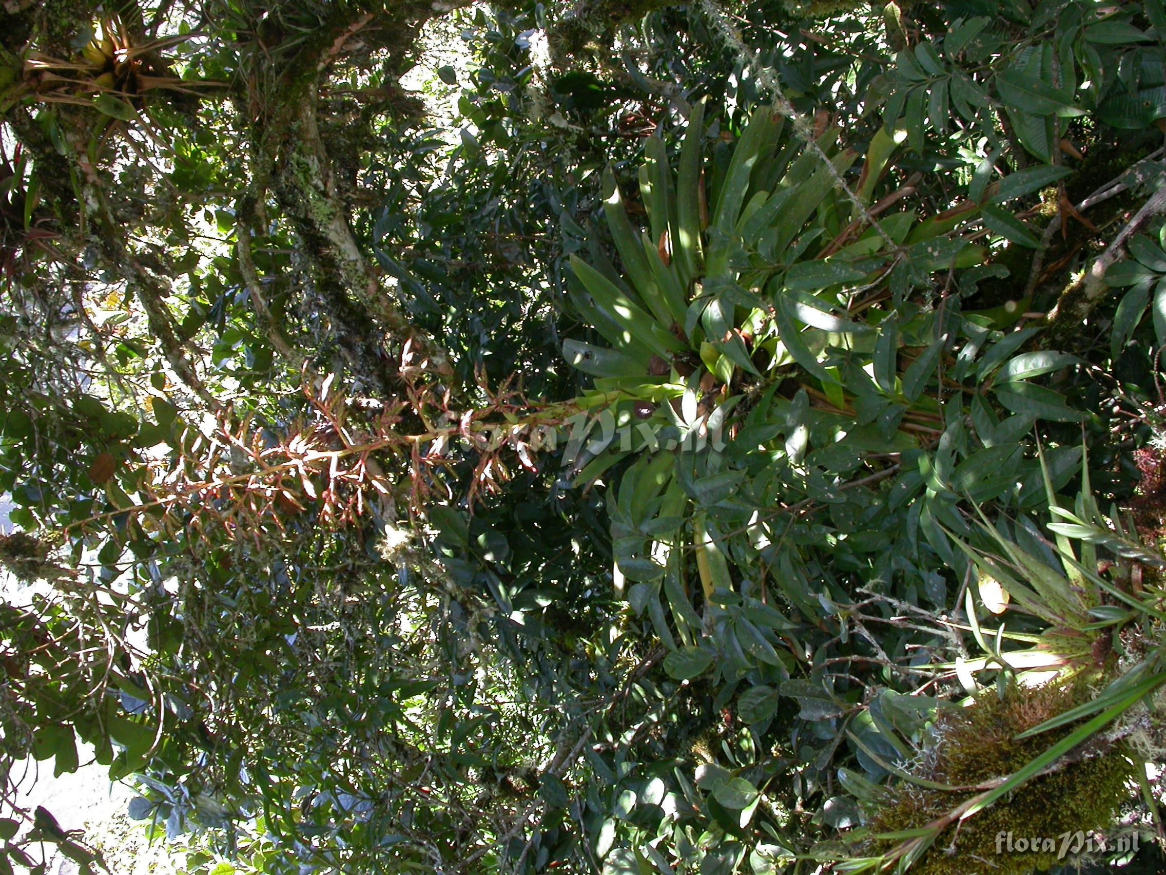 Tillandsia tovariensis 