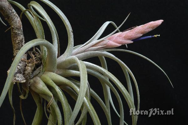 Tillandsia chiapensis