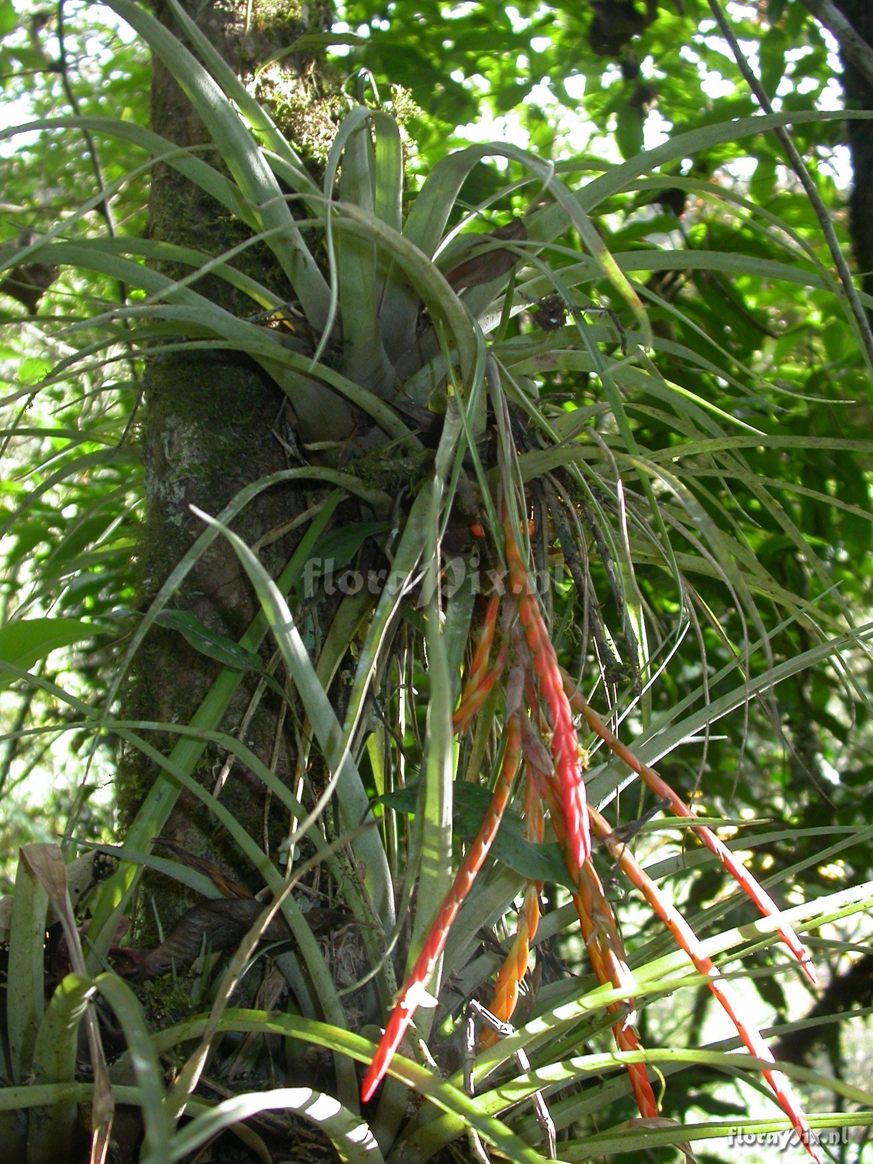 Tillandsia barthlottii Rauh