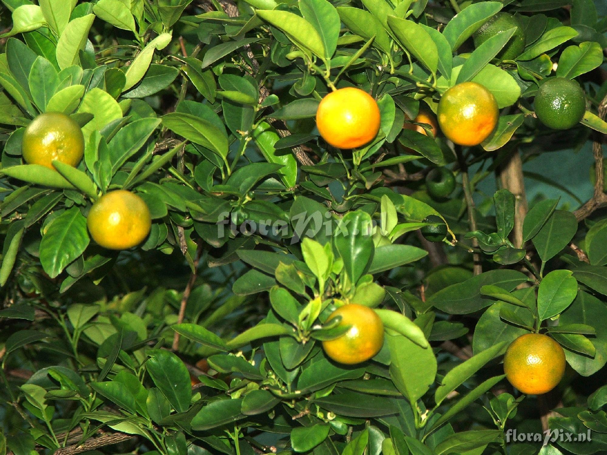 Citrus sp. Rutaceae