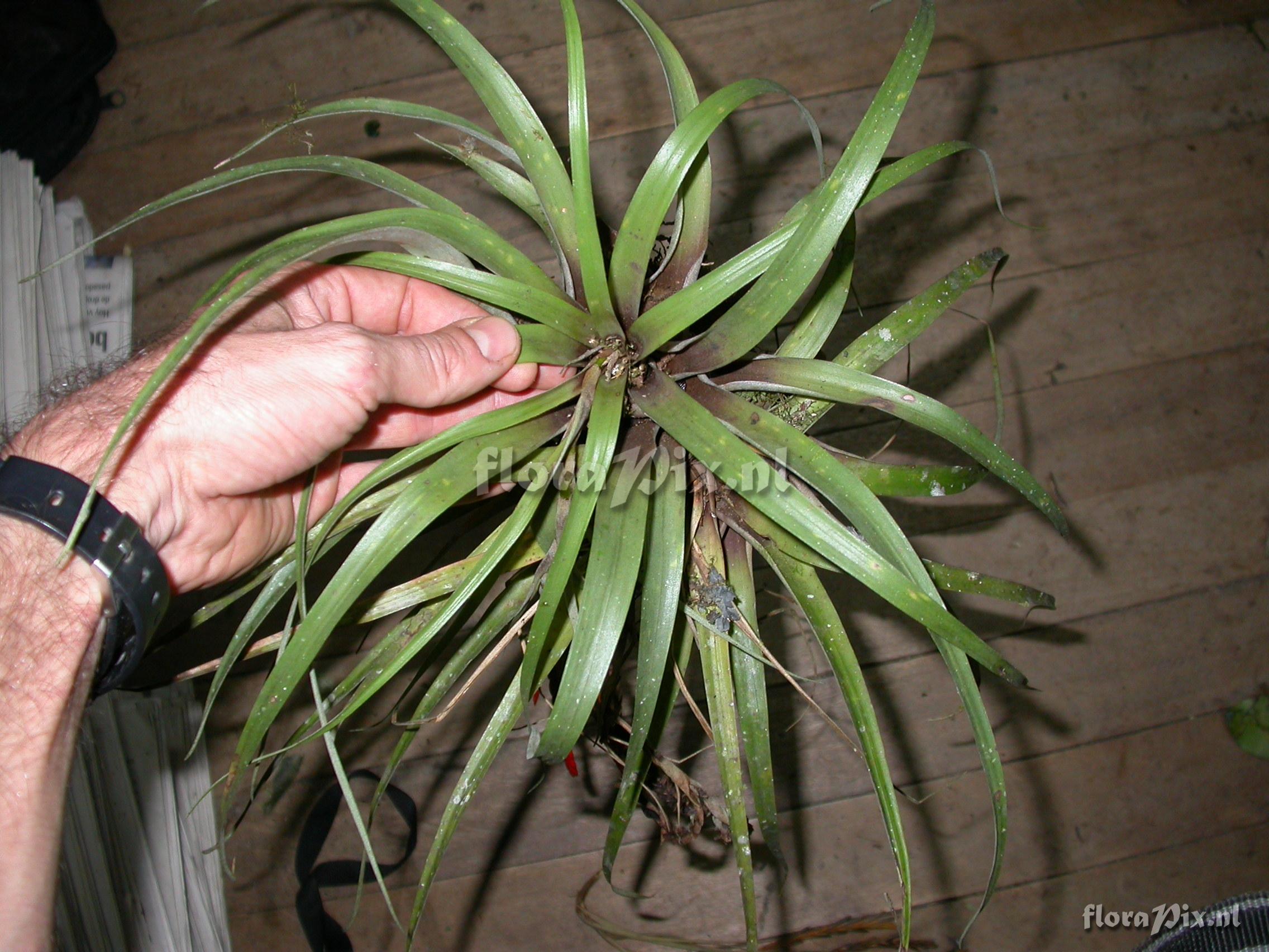 Tillandsia barthlottii Rauh