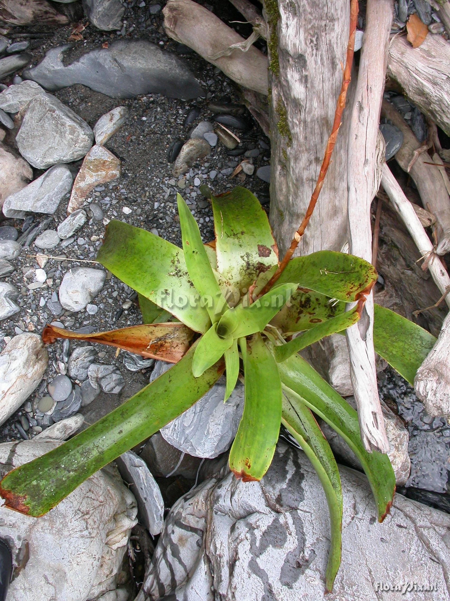 Tillandsia truncata L.B. Sm. var. major H. Luther 