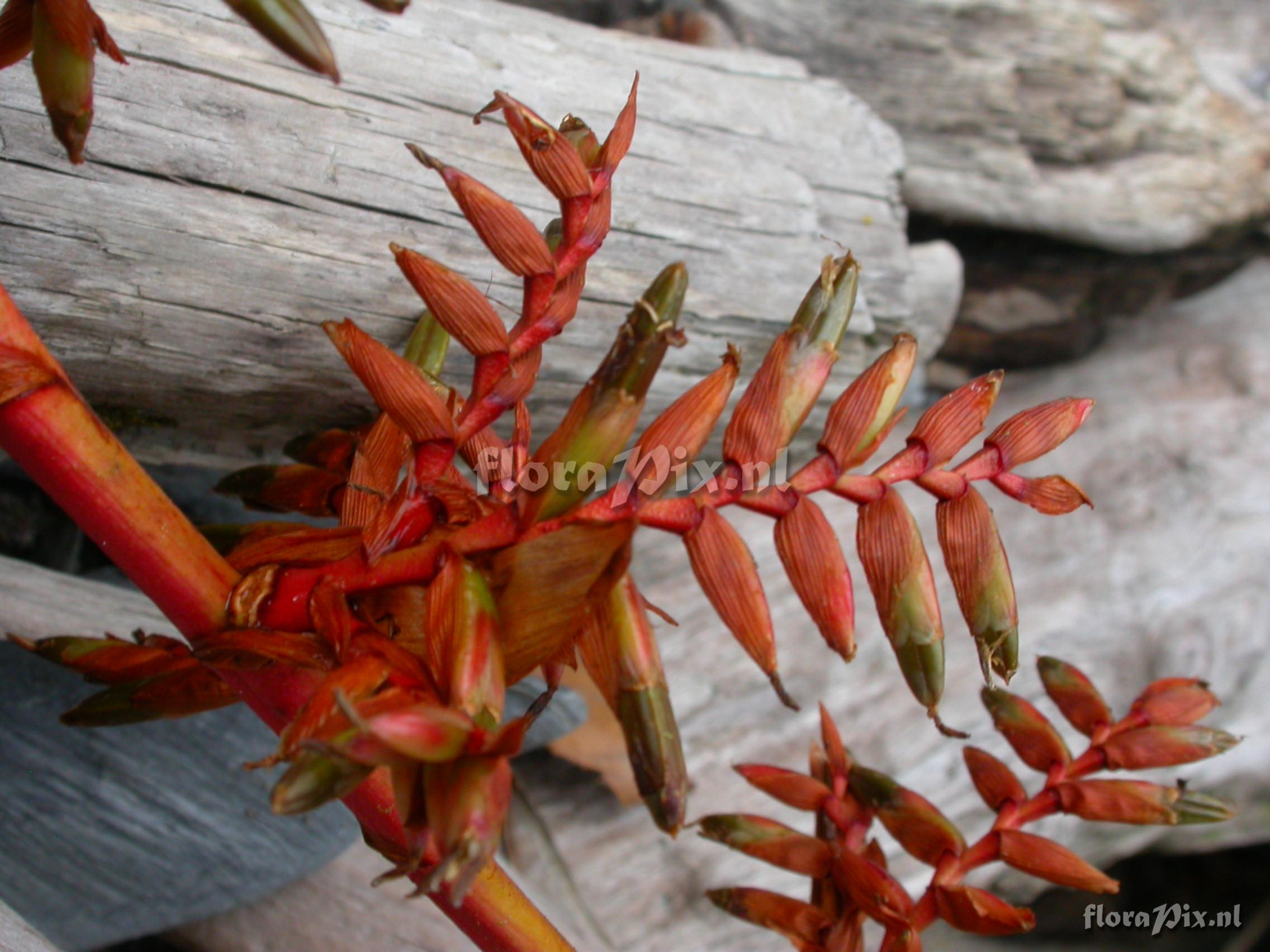 Tillandsia truncata L.B. Sm. var. major H. Luther 