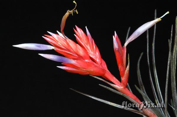 Tillandsia chlorophylla