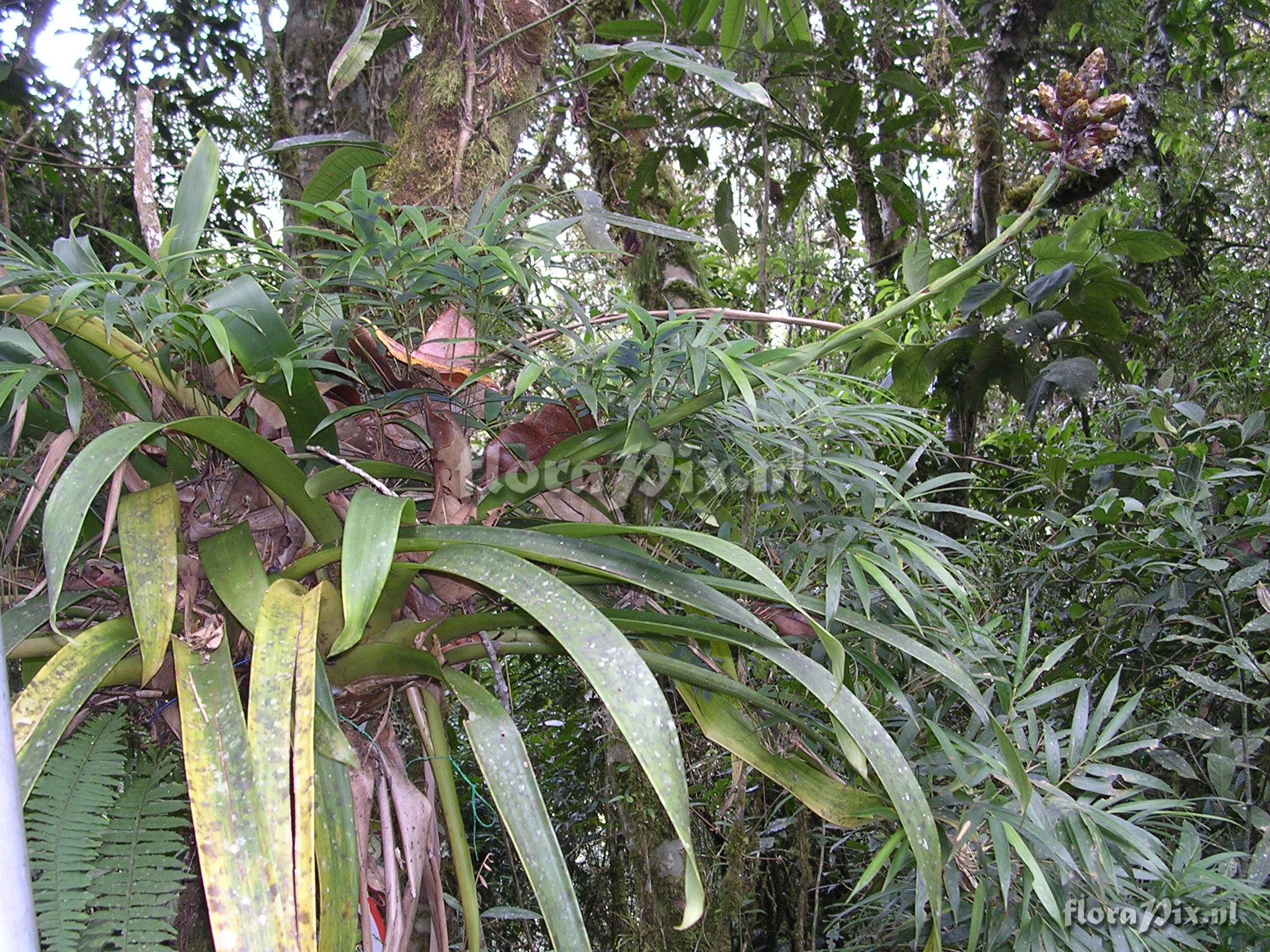 Guzmania confusa L.B. Sm.