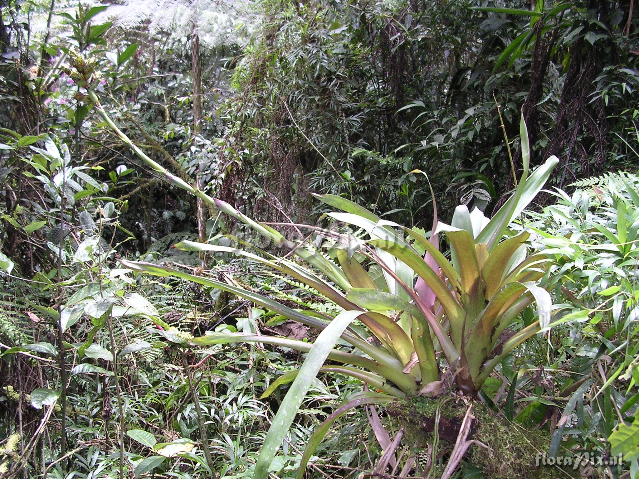 Guzmania confusa L.B. Sm.