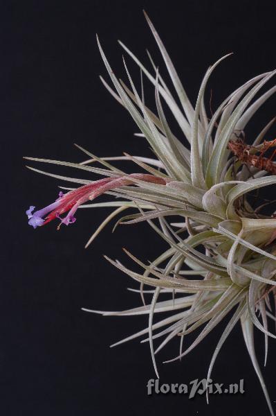 Tillandsia cochabambae