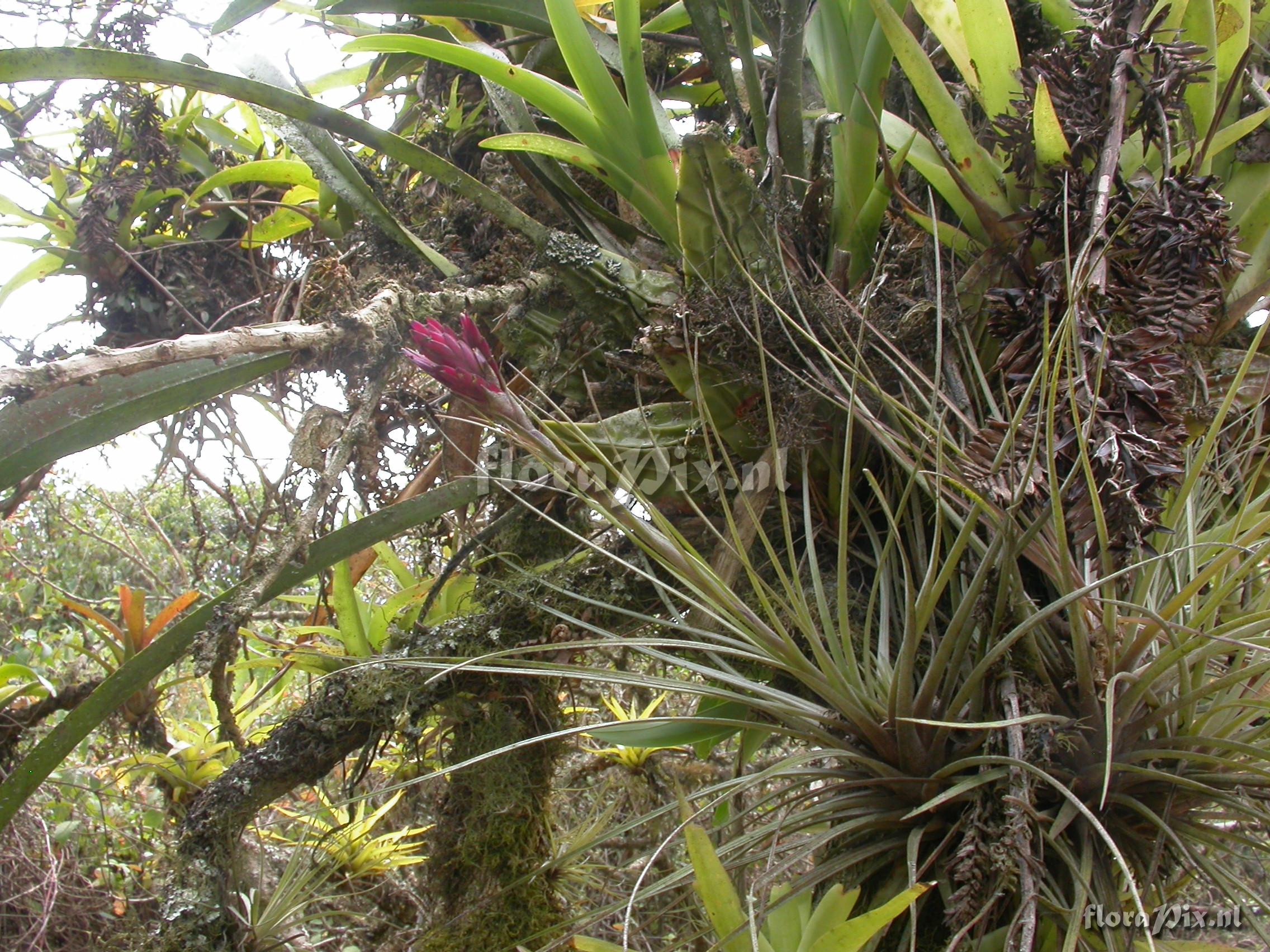 Tillandsia floribunda Kunth