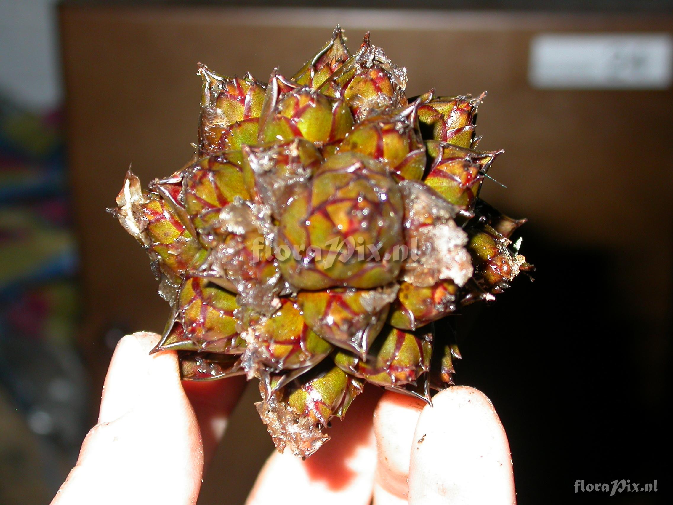 Guzmania morreniana 