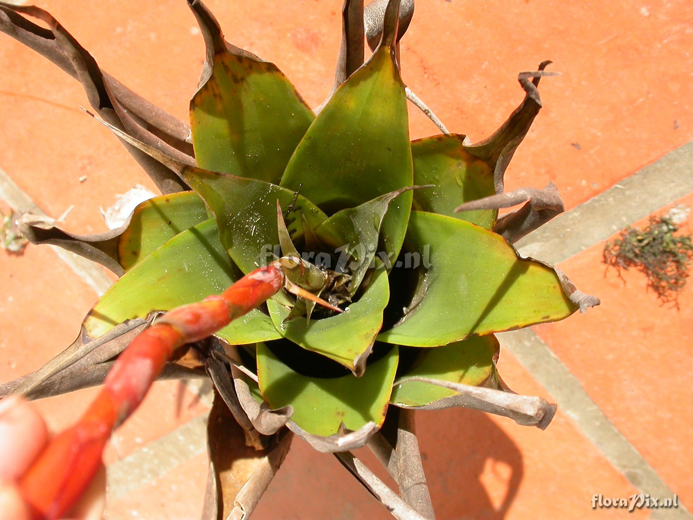 Racinaea tetrantha cf var. aurantiaca 