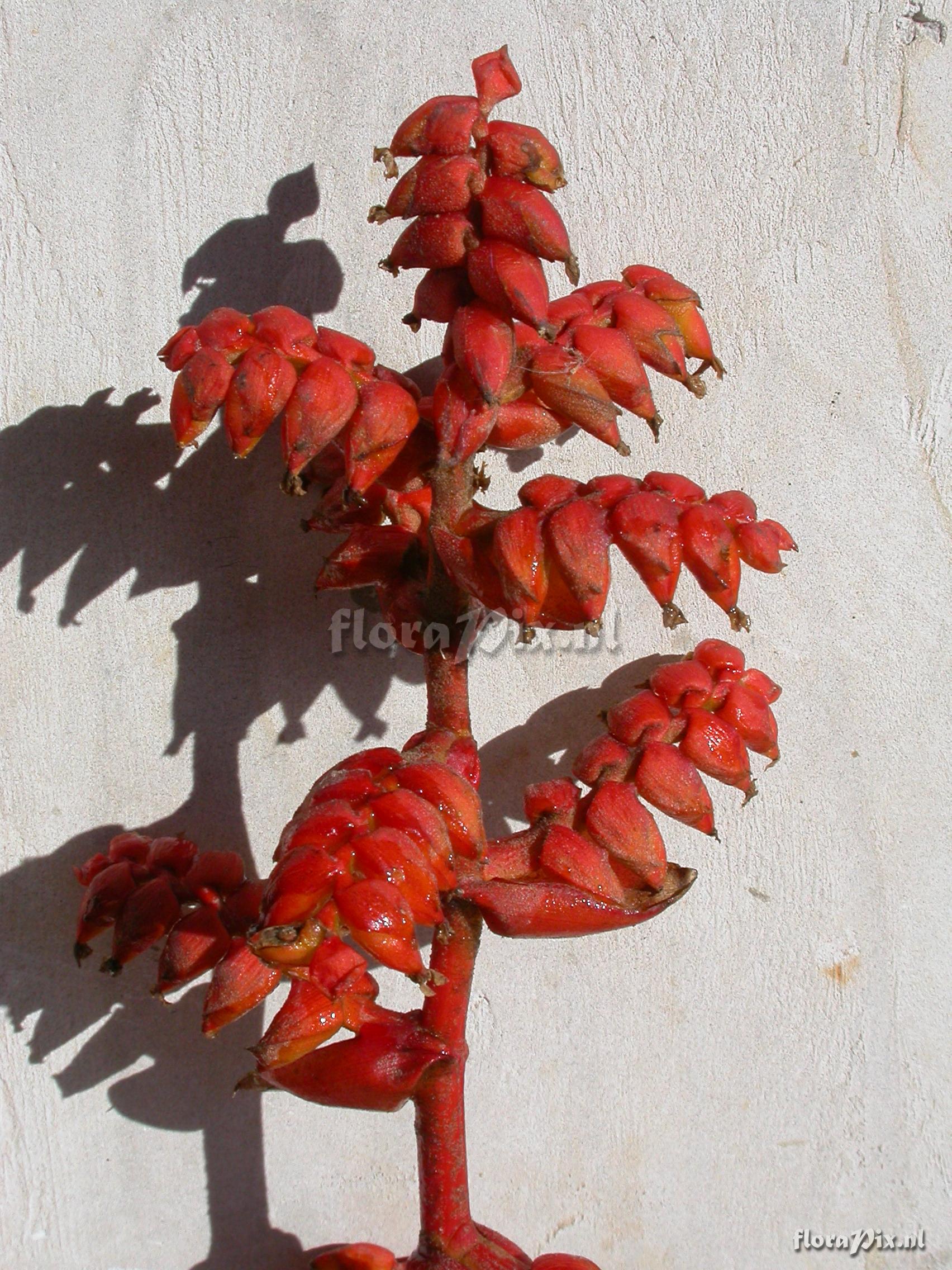 Racinaea tetrantha cf var. aurantiaca 