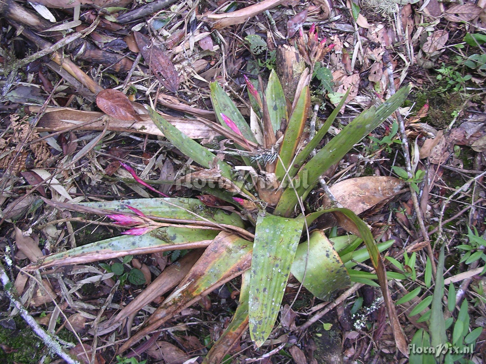 Tillandsia complanata 