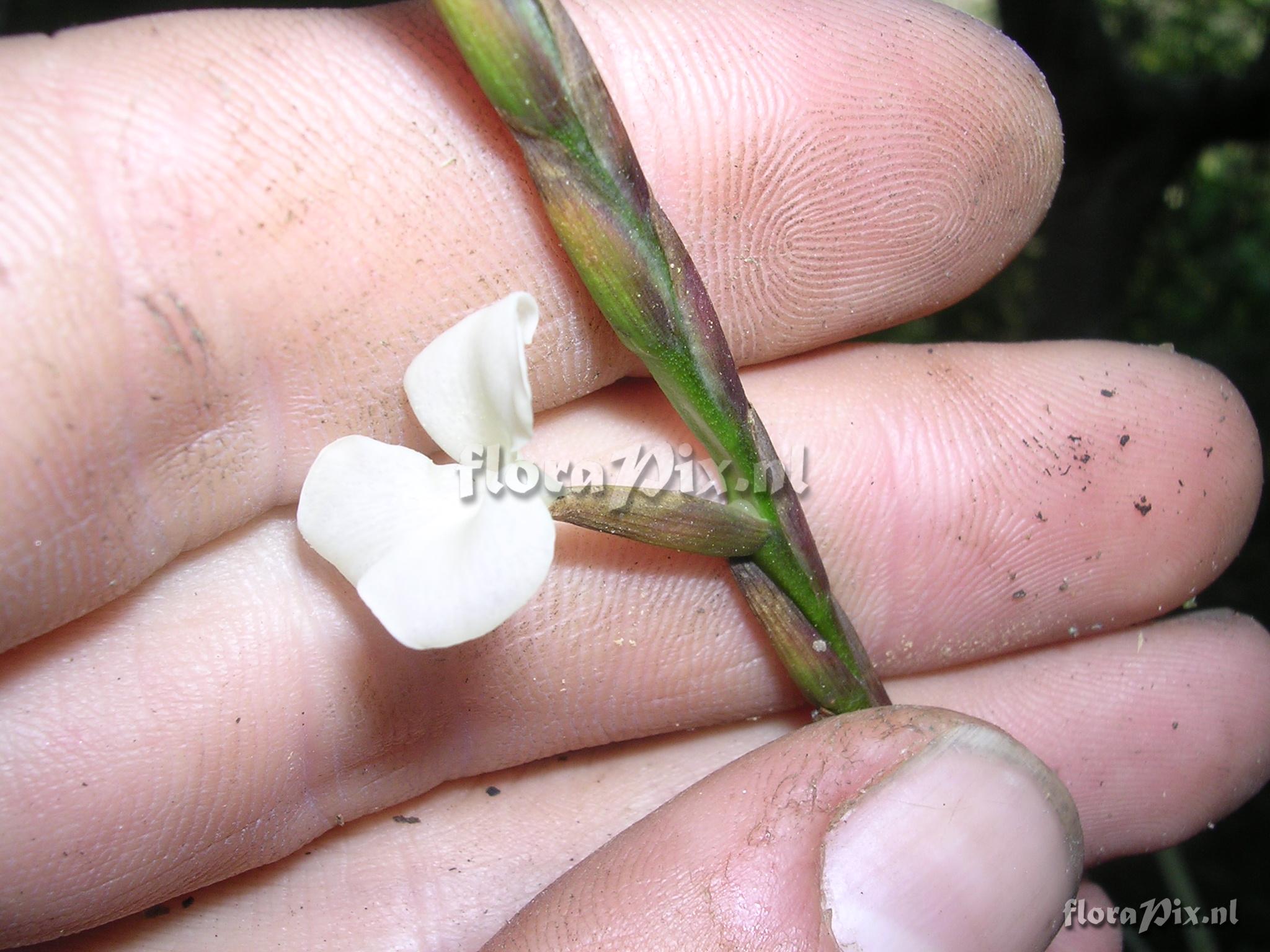 Tillandsia trichoglochinoides C. Presl