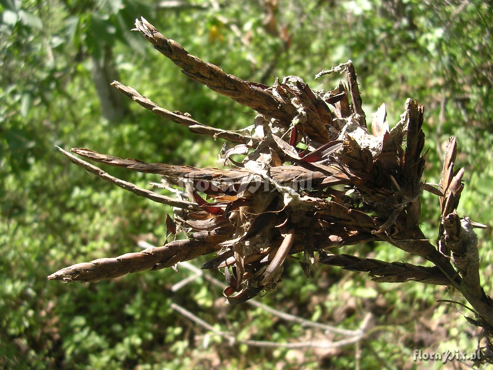 Tillandsia floribunda Kunth