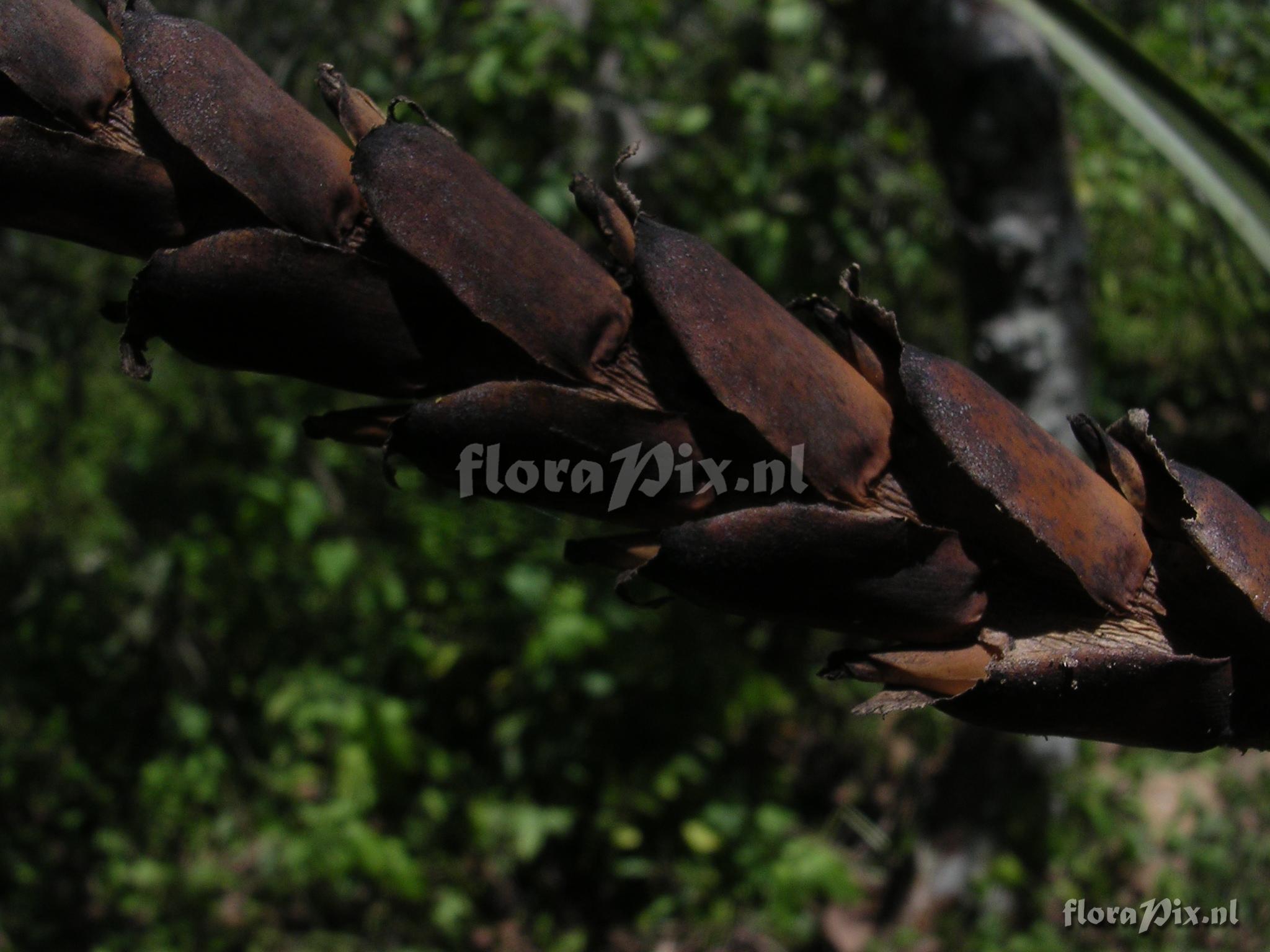 Vriesea barclayana (Baker) L.B. Sm.