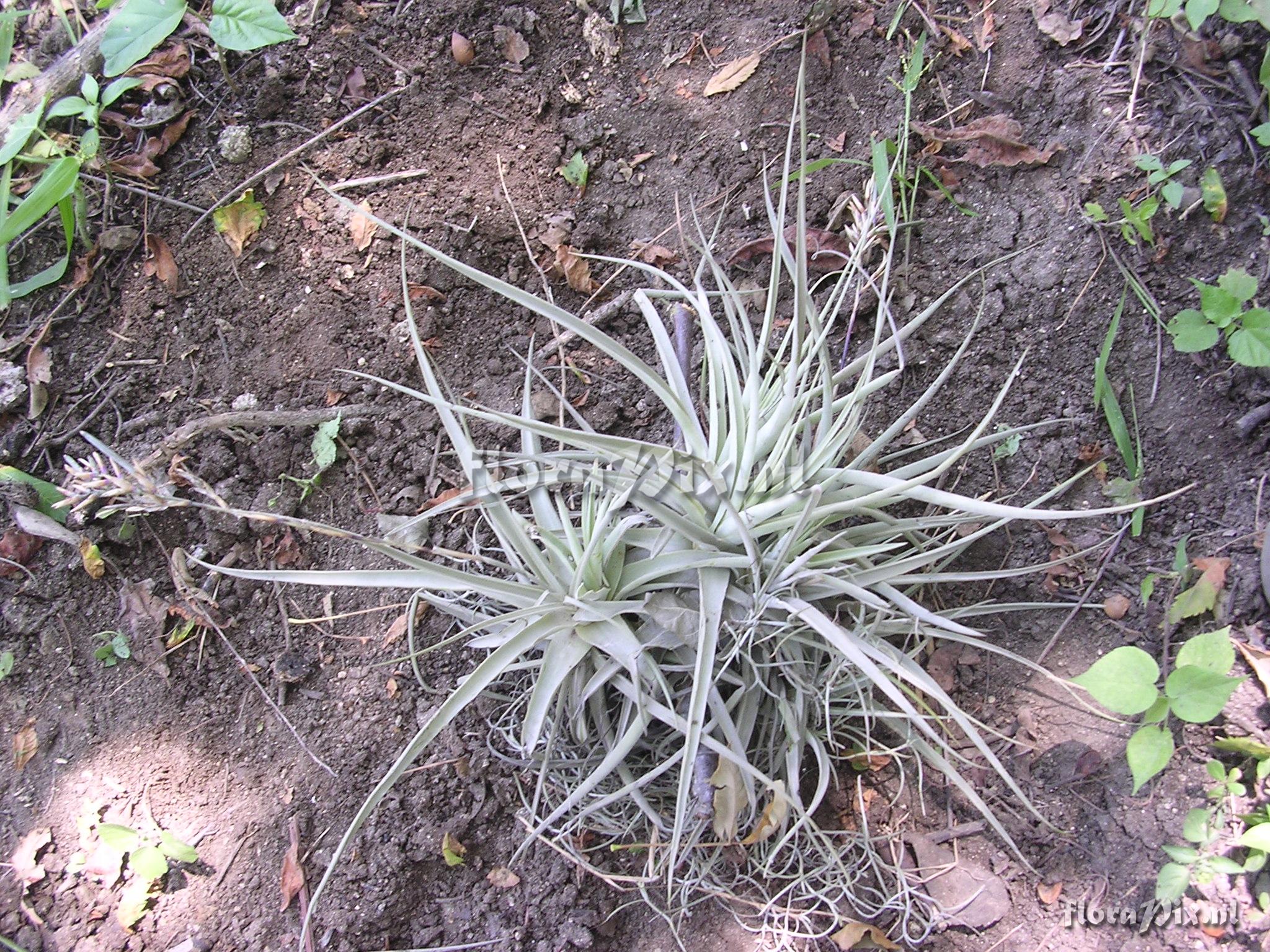 Tillandsia straminea Kunth