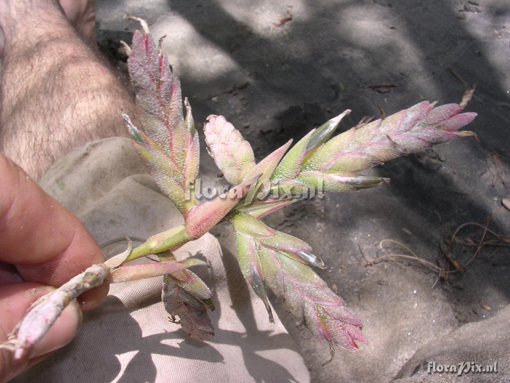 Tillandsia latifolia