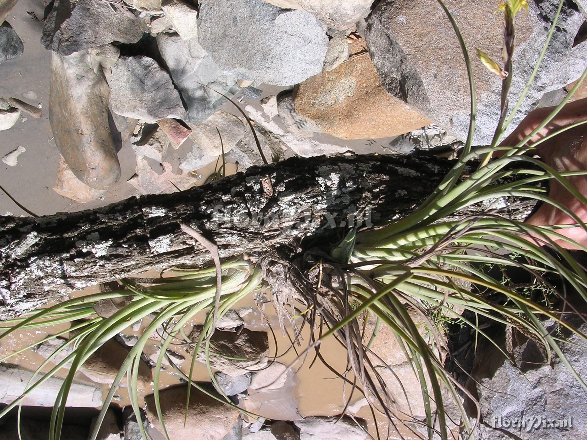 Tillandsia disticha Kunth