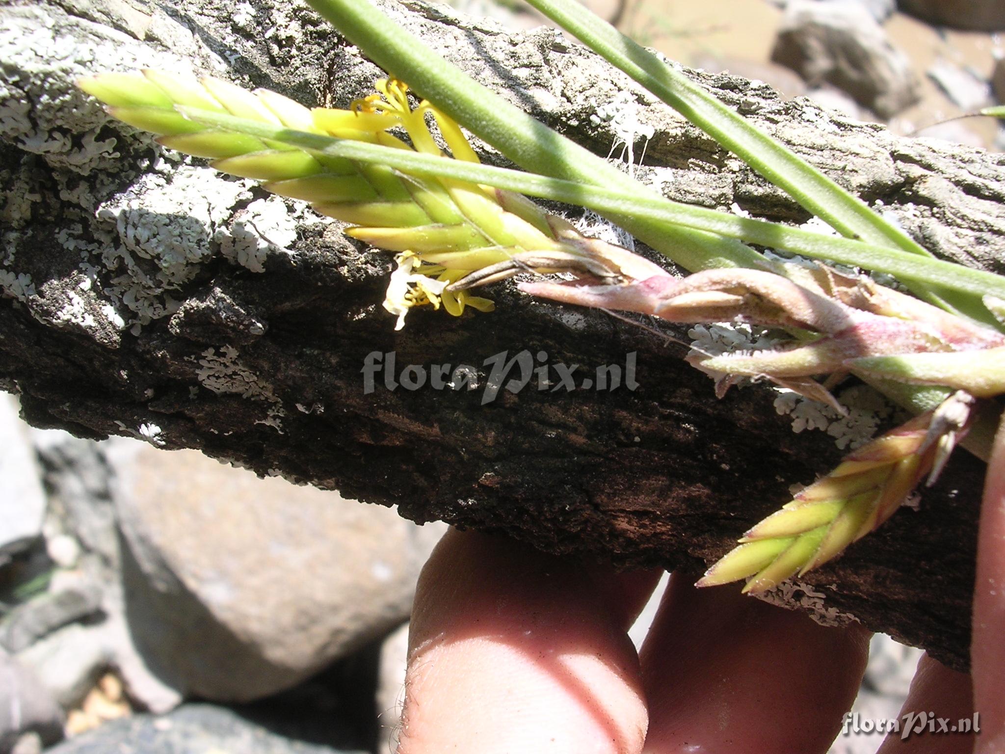 Tillandsia disticha Kunth