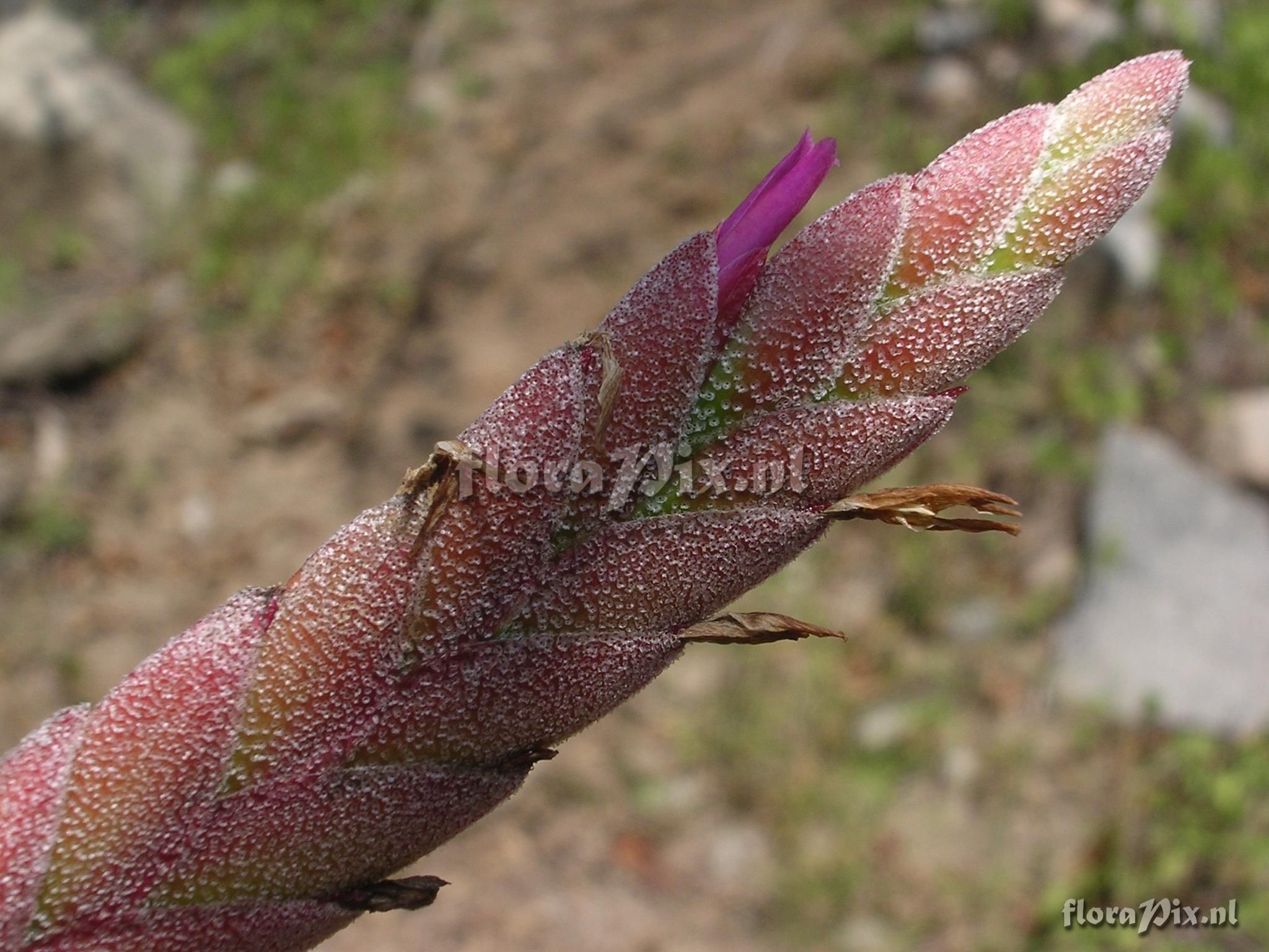 Tillandsia latifolia