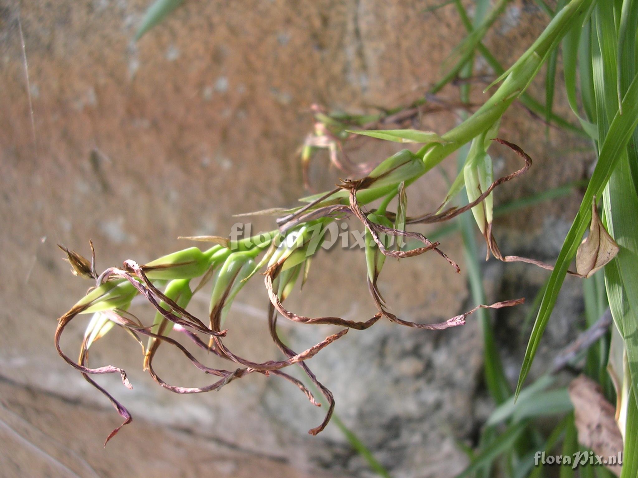 Pitcairnia sp. nov. (conocido como P. oblongifolia) 