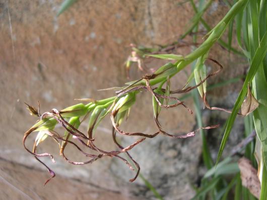 Pitcairnia sp. nov. (conocido como P. oblongifolia) 