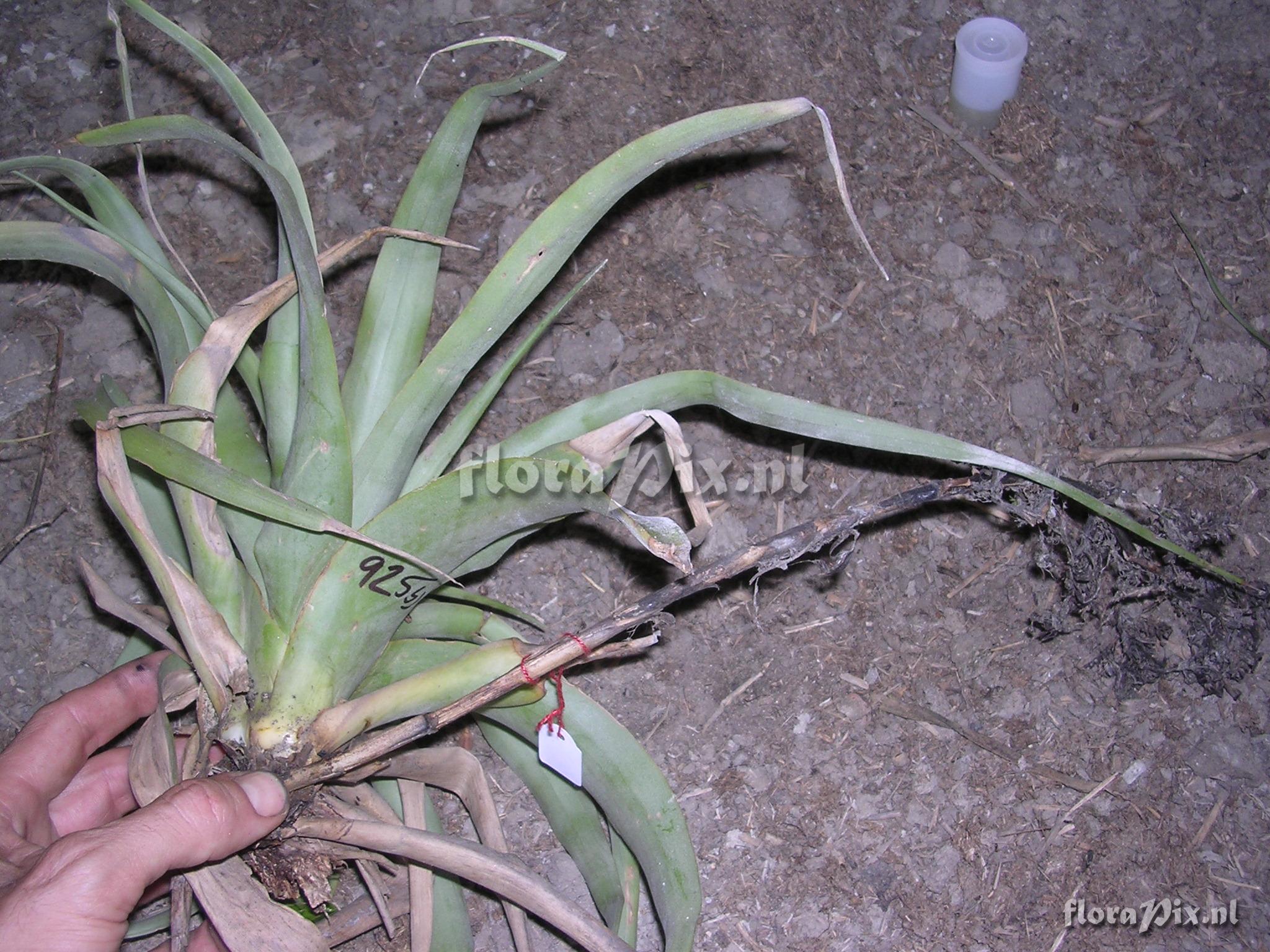 Racinaea multiflora var. tomensis (Benth.) M.A.Spencer & L.B. Sm.