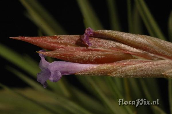 Tillandsia cochabambae