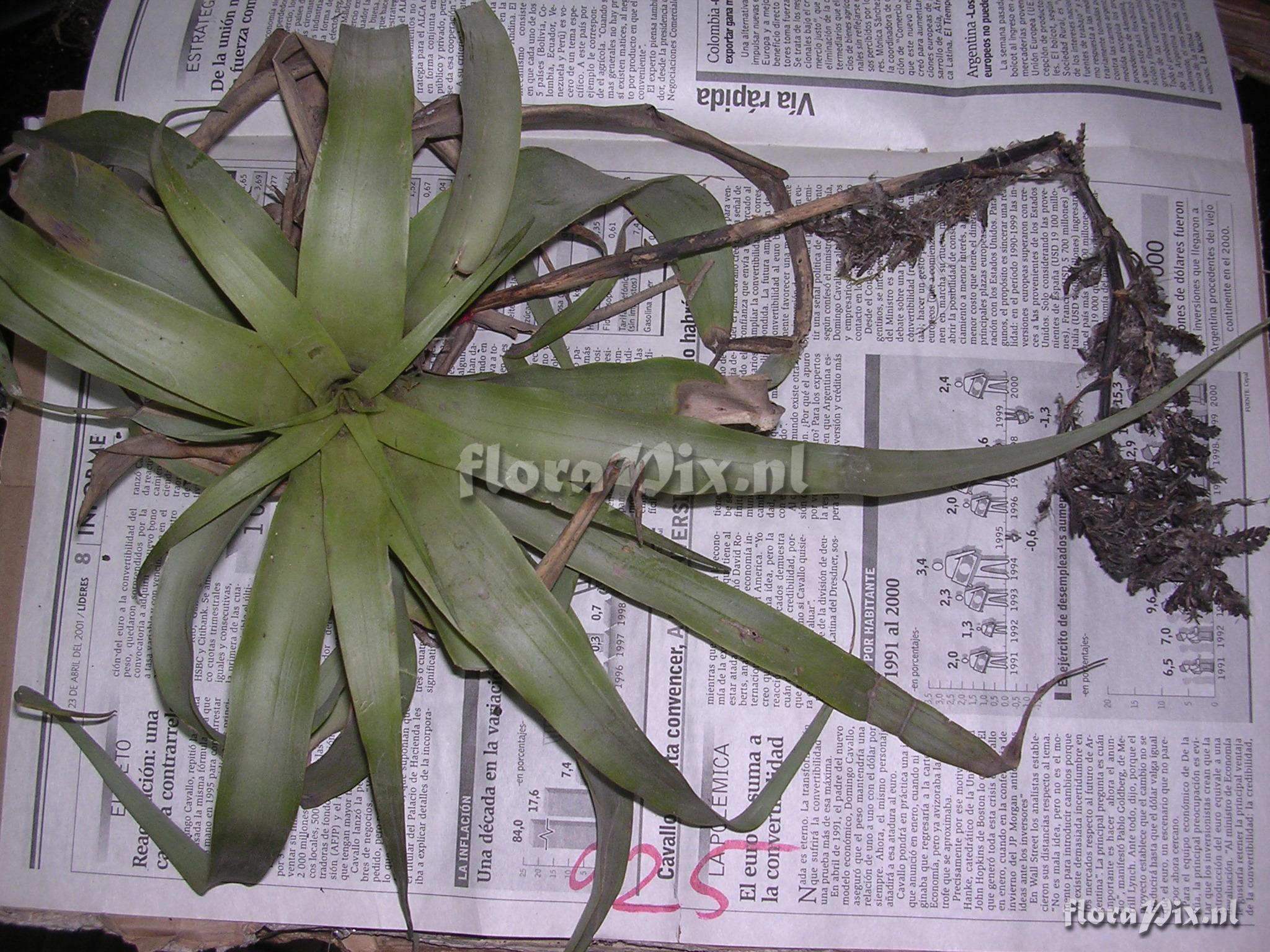 Racinaea multiflora var. tomensis (Benth.) M.A.Spencer & L.B. Sm.