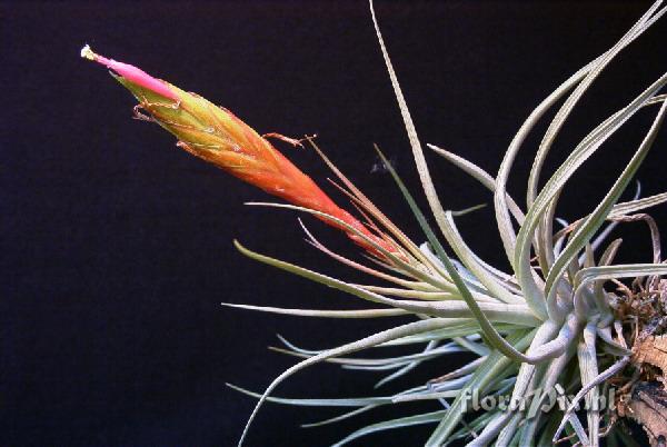 Tillandsia concolor