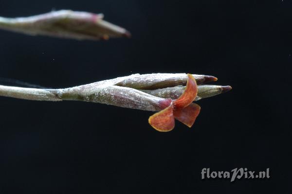 Tillandsia copynii