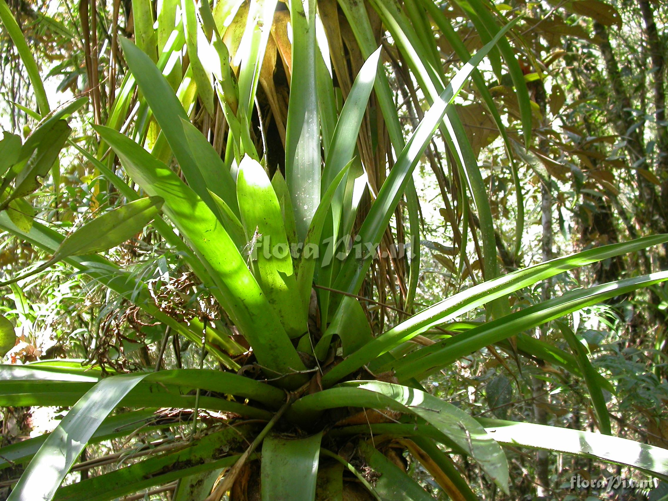 Guzmania atrocastanea H. Luther