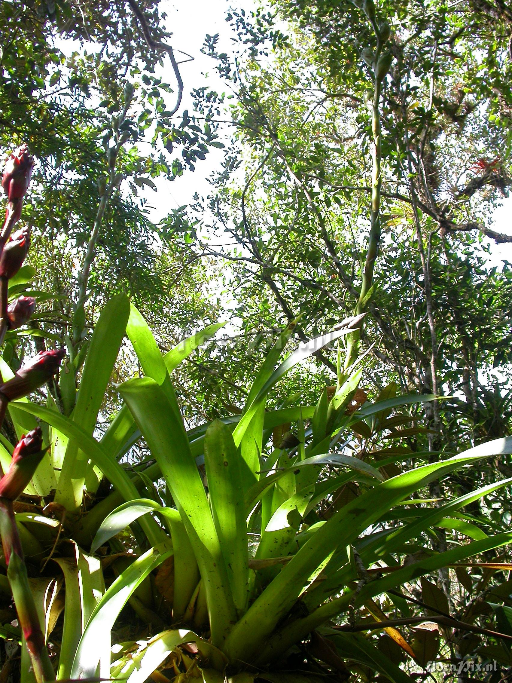 Guzmania atrocastanea H. Luther