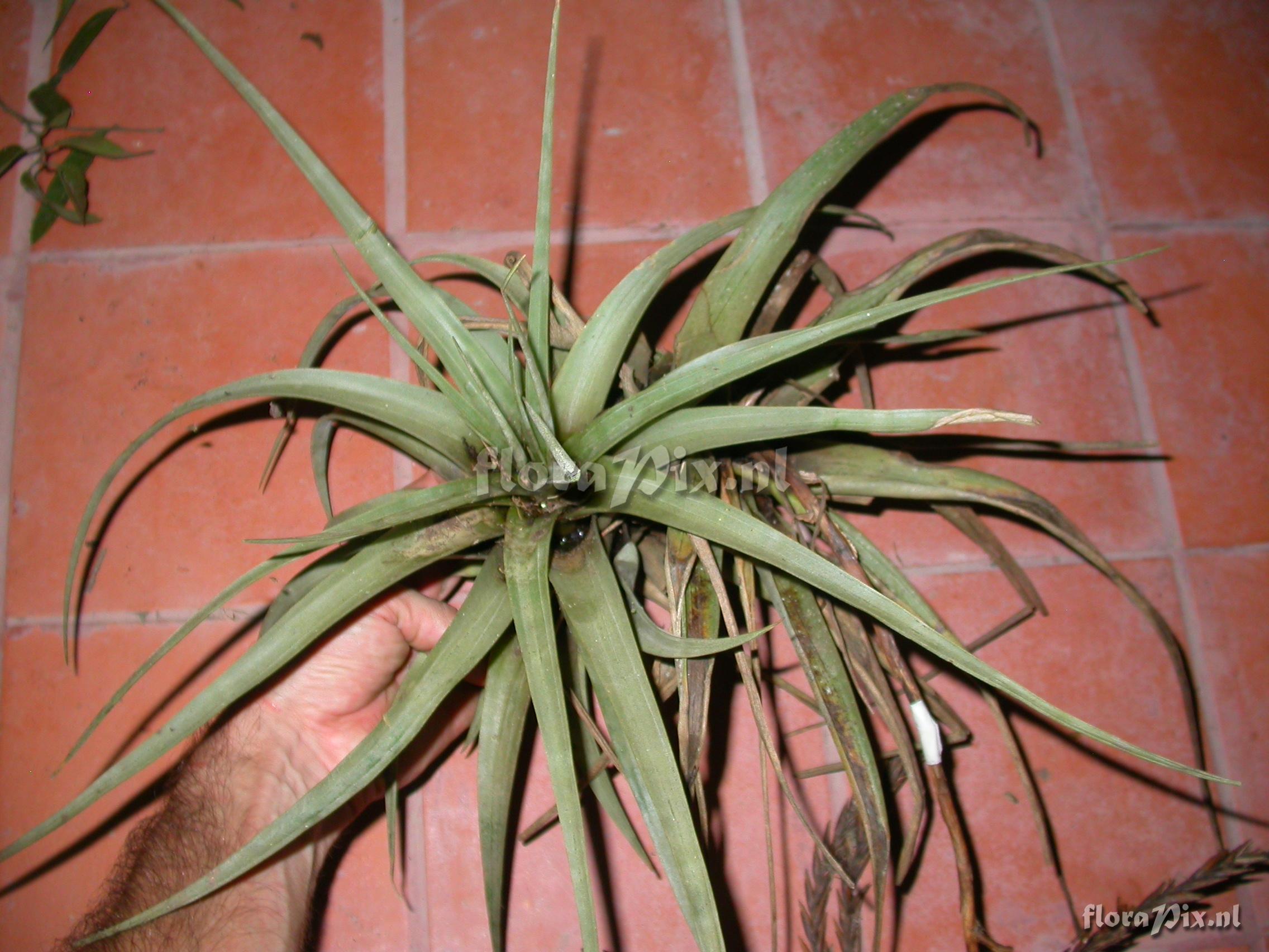 Tillandsia hitchkockiana (L.B. Sm.) L.B. Sm.