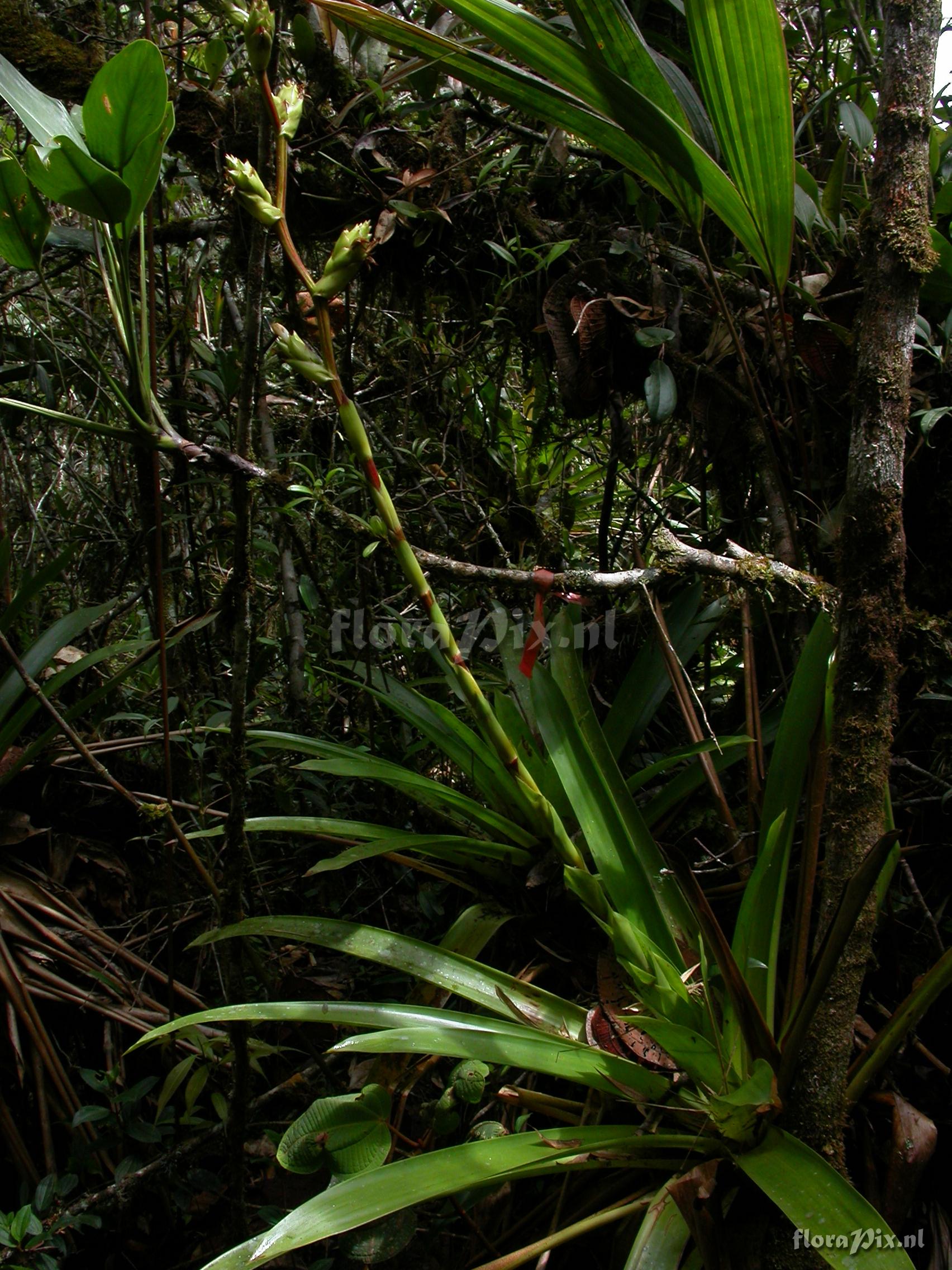 Guzmania atrocastanea H. Luther