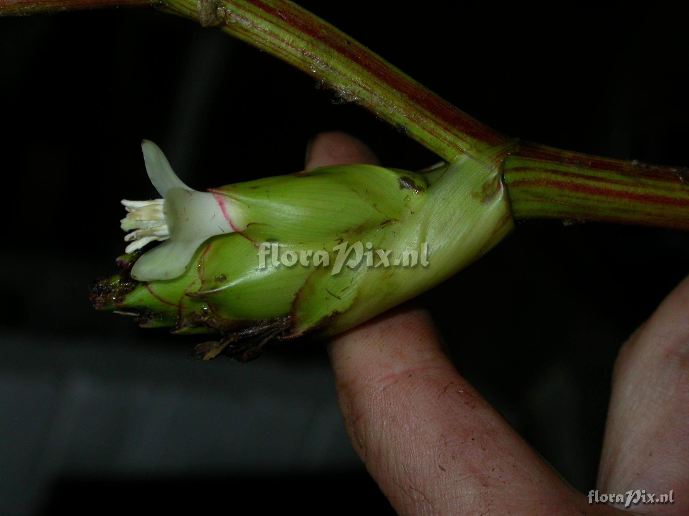 Guzmania atrocastanea H. Luther