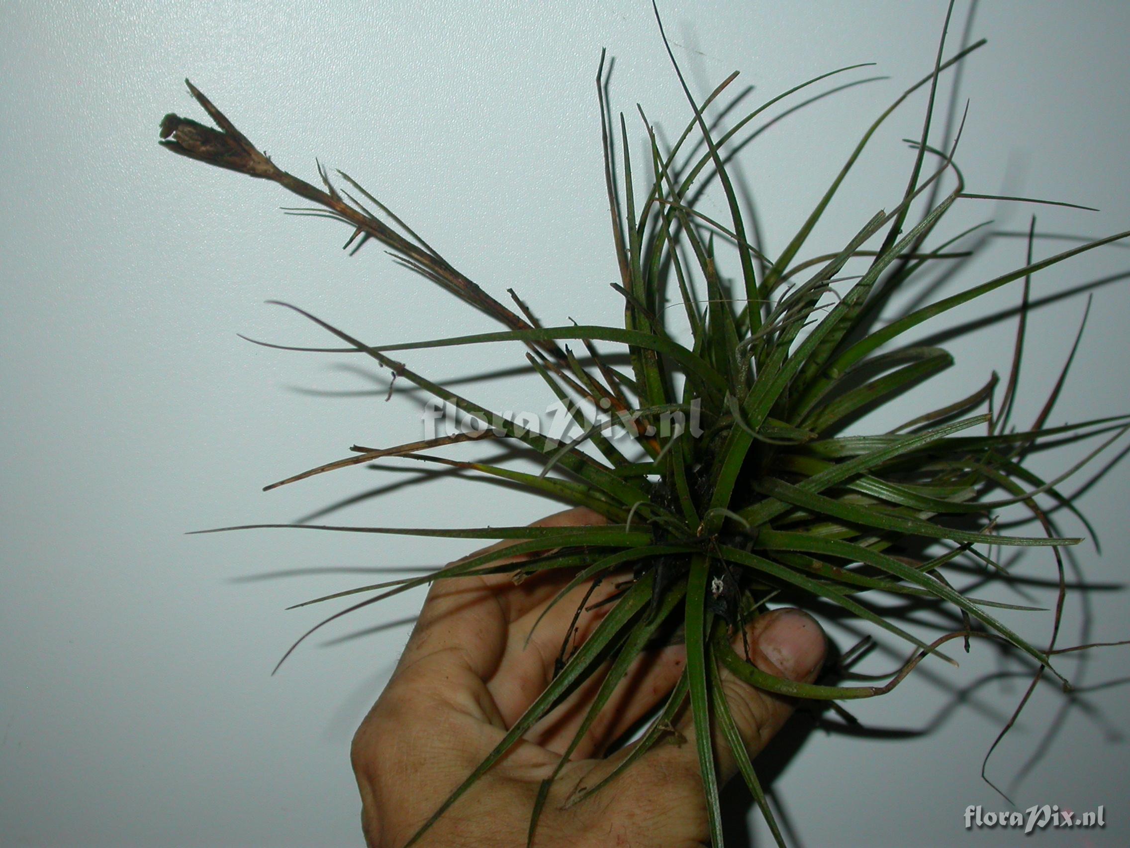 Tillandsia cf. floribunda 