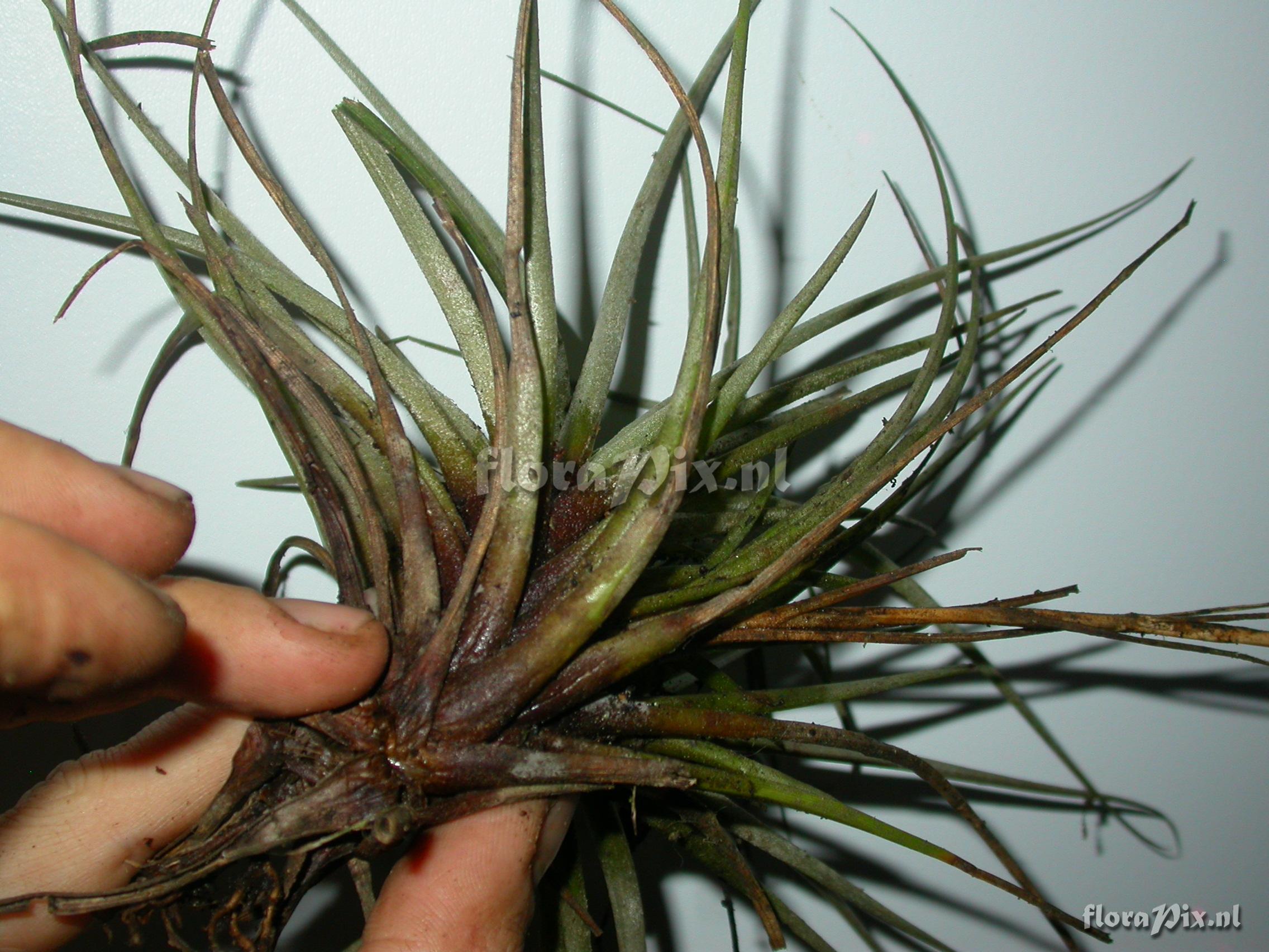 Tillandsia cf. floribunda 